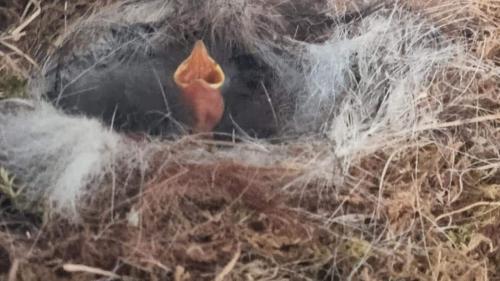 Araglen House Nursing Home, Swallows