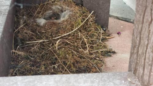 Araglen House Nursing Home, Swallows