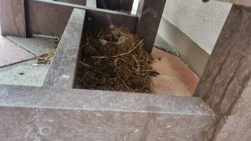 Araglen House Nursing Home, Swallows